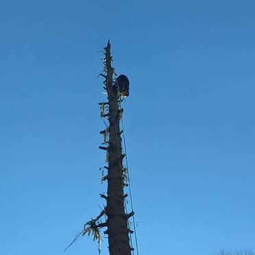 Élagage taille arbre
