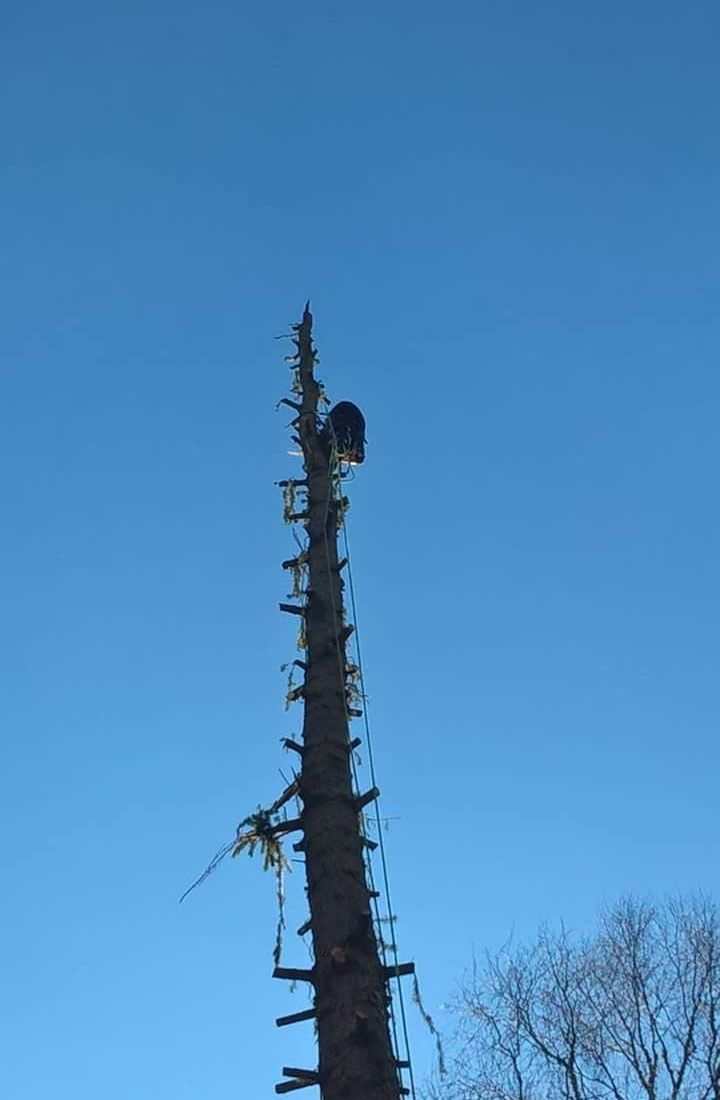 Élagage taille arbre