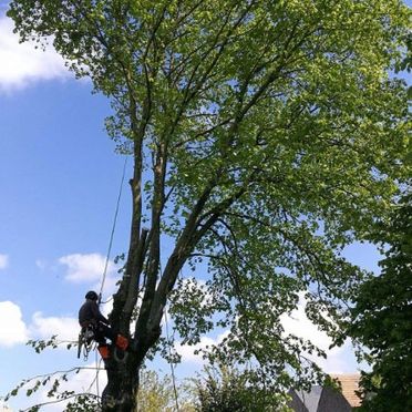 Élagage arbre forêt