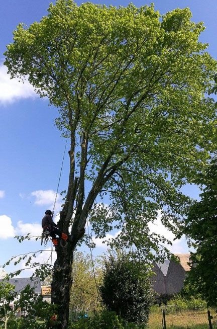 Élagage arbre forêt