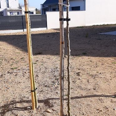 Plantation arbre paysagiste