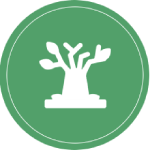 Étêtage arbre